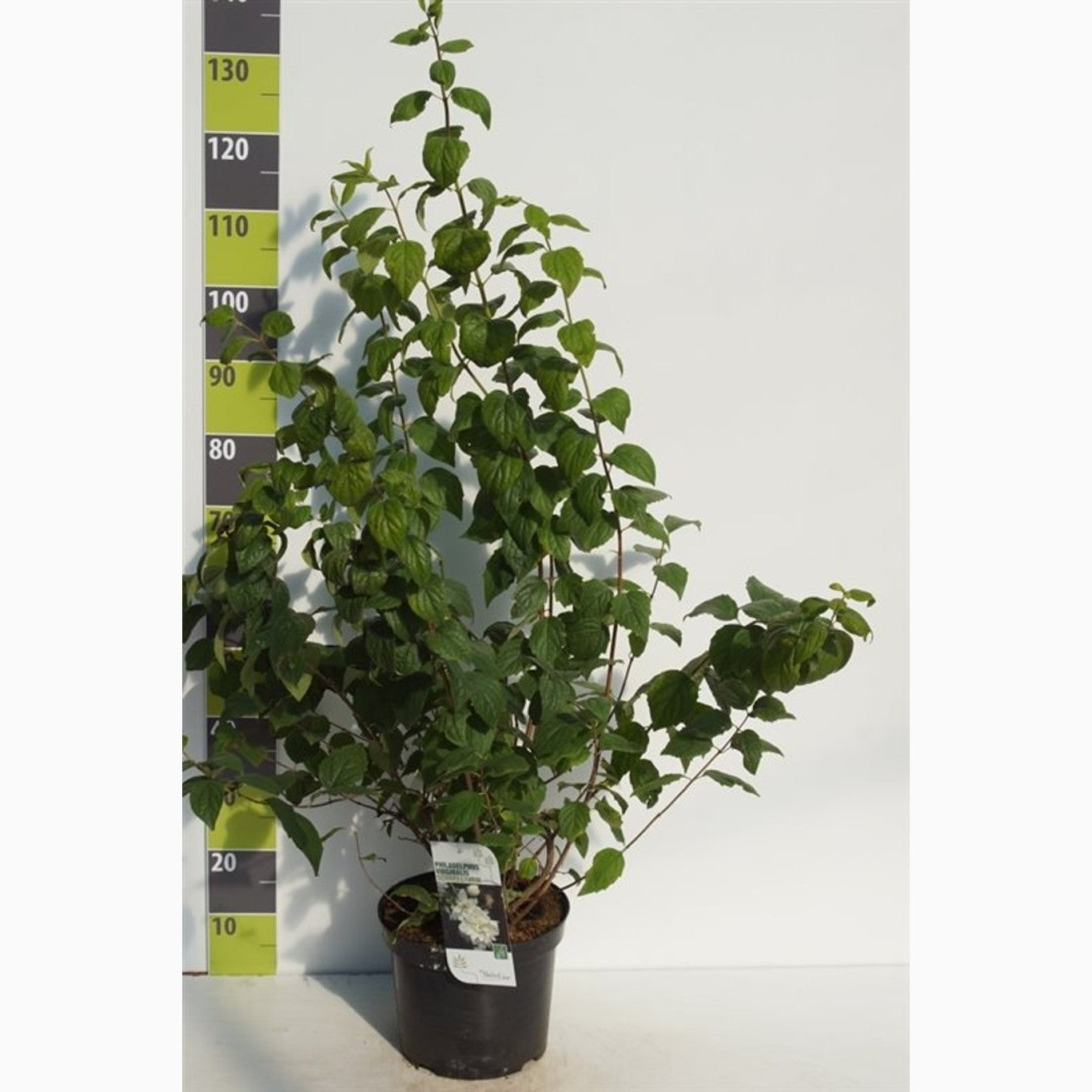 Schersmin – Philadelphus 'Schneesturm' - C7.5 80-100 CM